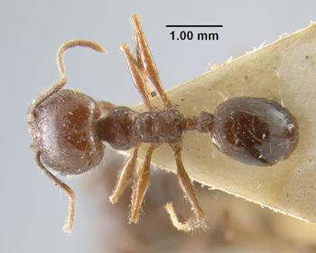 Media type: image;   Entomology 32036 Aspect: habitus dorsal view
